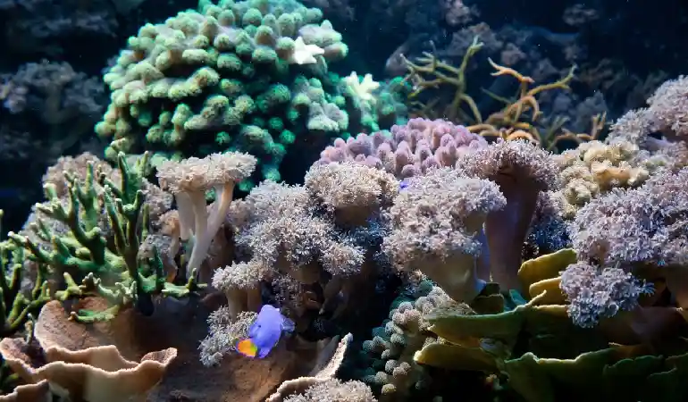 Exploring Howe Island’s Hidden Reefs: A Diver’s Guide