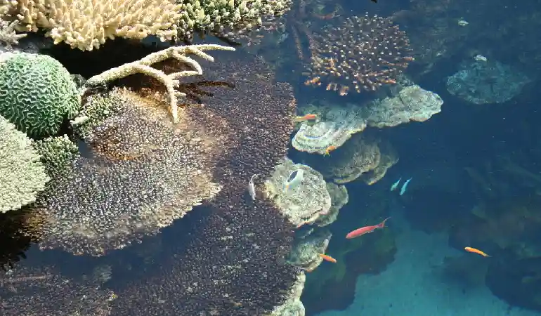 The Importance of Coral Conservation: What You Can Do?